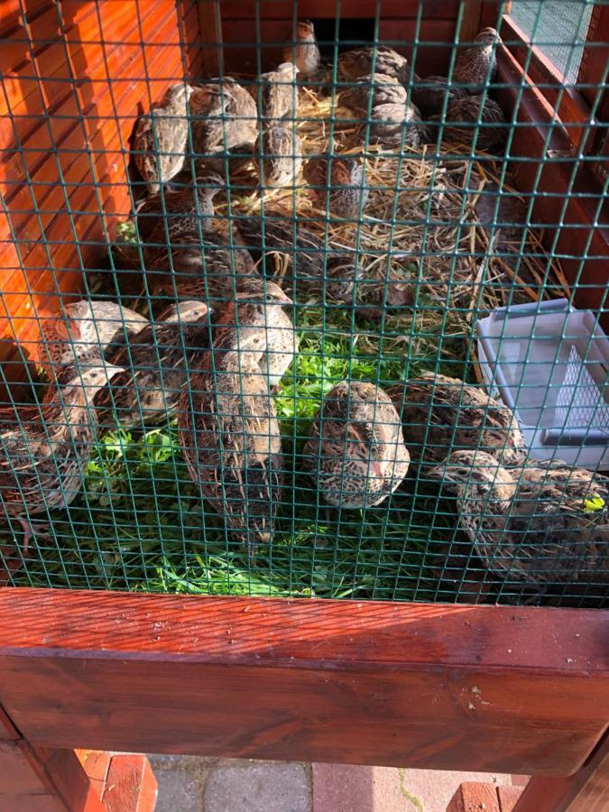 Agroturystyka Pod Debem Łagów Eksteriør bilde